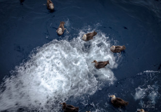 East Antarctica | Giant Petrels Loving The Factory Waste Water