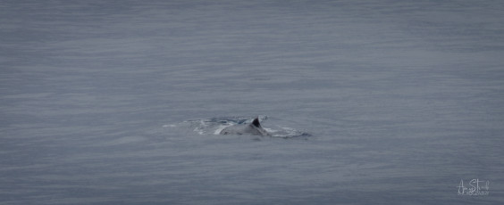 East Antarctica | Sperm Whale