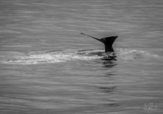 East Antarctica | Sperm Whale - Black and White