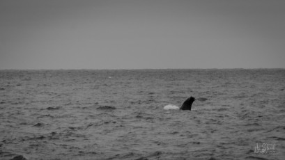 East Antarctica | Sperm Whale Fluke - Black and White