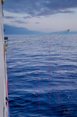 East Antarctica | Bird Scare Lines Not Working :P