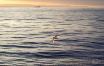 East Antarctica | Glowing Snow Petrel