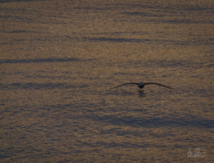 East Antarctica | Light Mantled Sooty Albatross