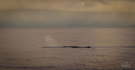 East Antarctica | Sperm Whale