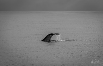 East Antarctica | Sperm Whale Fluke - Black and White