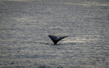 East Antarctica | Sperm Whale Fluke