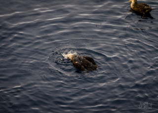 East Antarctica | Giant Petrel Bath