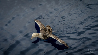 East Antarctica | Giant Petrel