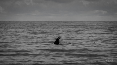 East Antarctica | Sperm Whale Fluke