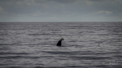 East Antarctica | Sperm Whale Fluke