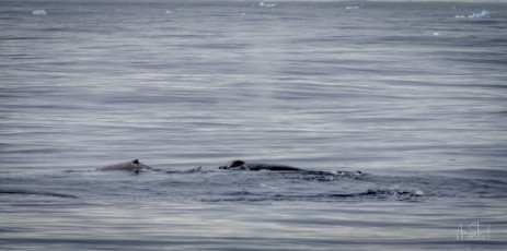 East Antarctica | Bryde's or Sei Whales