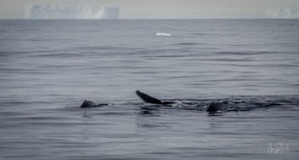 East Antarctica | Bryde's or Sei Whales