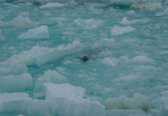 East Antarctica | Crabeater Seal Hunting Adelie Penguins