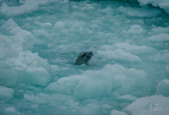 East Antarctica | Crabeater Seal Hunting Adelie Penguins
