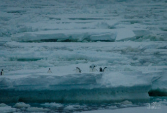 East Antarctica | Adelie Penguins