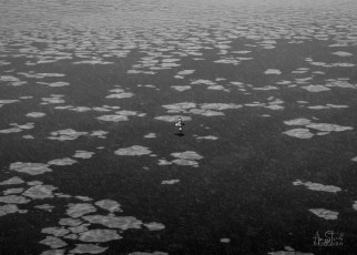 East Antarctica | A Lone Cape Pigeon In The Fragile Freezing Sea - Black and White
