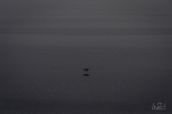 East Antarctica | Peaceful Petrel