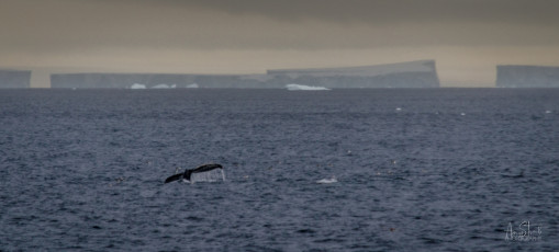 East Antarctica | Humpback Whales and Icebergs