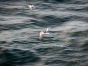 East Antarctica | Antarctic Petrel