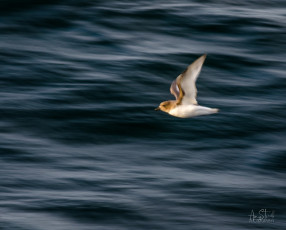 East Antarctica | Antarctic Petrel
