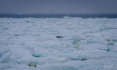 East Antarctica | Crabeater Seal