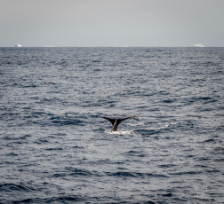 East Antarctica | Whale Fluke