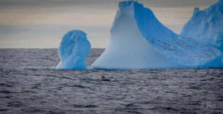 East Antarctica | Humpback Whale and Iceberg