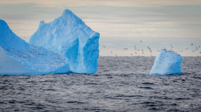 East Antarctica | Cape Pigeon Iceberg Exodus