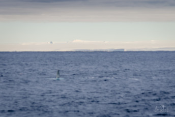 East Antarctica | Humpback Whale Flipper and The Coast Of Antarctica