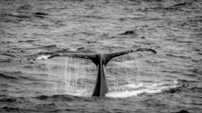 East Antarctica | Humpback Whale Fluke - Black and White