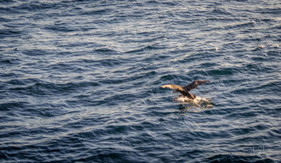 East Antarctica | Giant Petrel Coming In For A Landing
