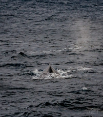 East Antarctica | Humpback Whale