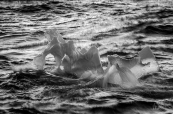 East Antarctica | Funky Growler - Black and White