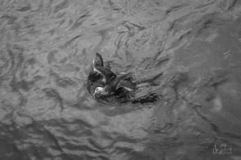 East Antarctica | Giant Petrel Landing - Black and White