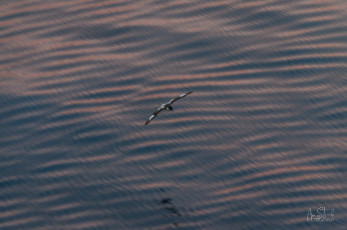 East Antarctica | Blurry Antarctic Petrel