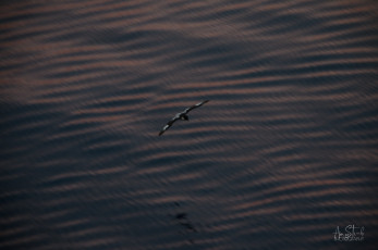 East Antarctica | Blurry Antarctic Petrel