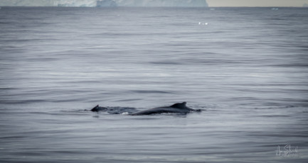 East Antarctica | Bryde's or Sei Whales