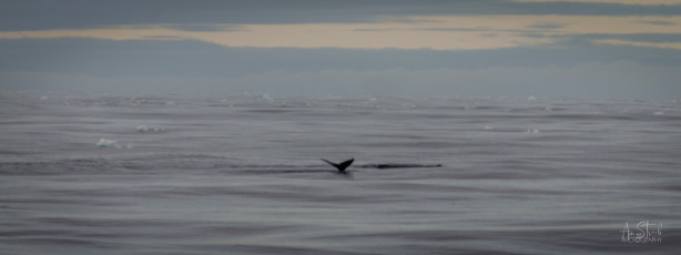 East Antarctica | Whale Fluke