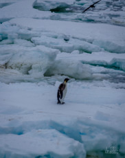 East Antarctica | Molting Emperor Penguin