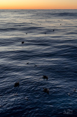 East Antarctica | Birds On The Water