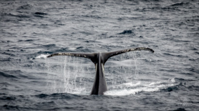 East Antarctica | Humpback Whale Fluke