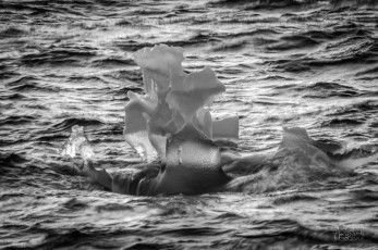East Antarctica | Funky Growler - Black and White