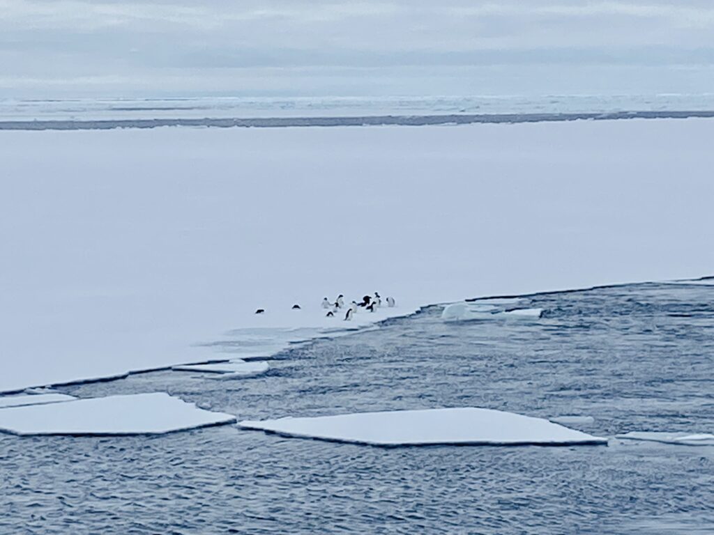 A Waddle Of Adelie Penguins